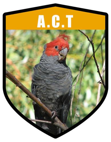 ACT State Bird Gang Gang Cockatoo Shield