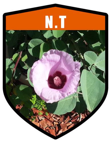 NT State Flower Sturt's Desert Rose Shield