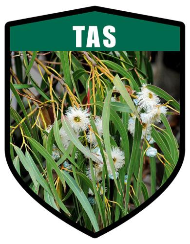 TAS State Flower Tasmanian Blue Gum Shield
